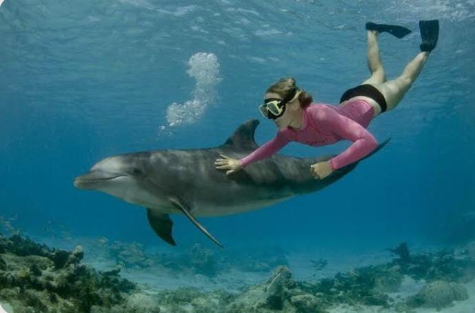 Dolphin House Boat Trip from Port Ghalib