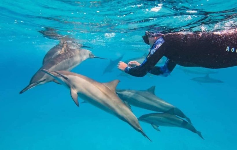 Dolphin House Boat Trip – Full-Day Experience