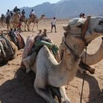Gallery Thumbnail 1