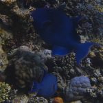 Gallery Thumbnail 4