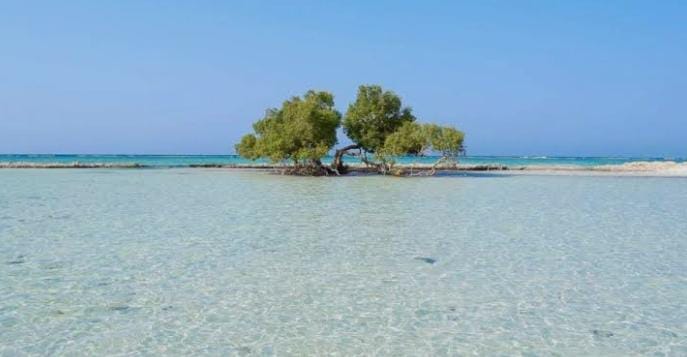 Sharm El Luli & Wadi El Qulaan Tour from Port Ghalib by Modern A/C Vehicle